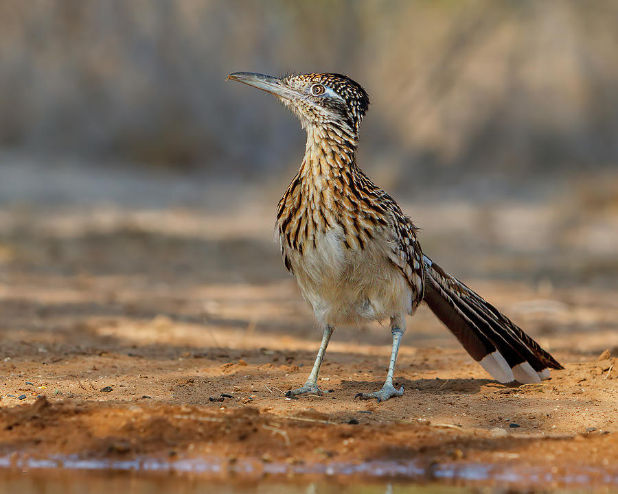 Roadrunner Profile Photograph by Jerry Fornarotto