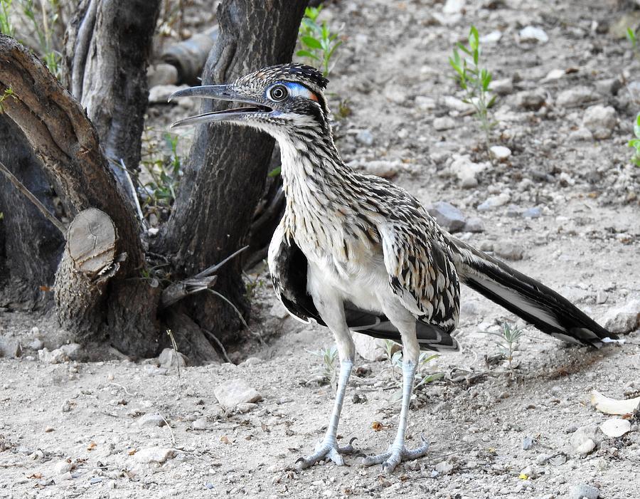 Roadrunner Stands His Ground Photograph by Janet Marie