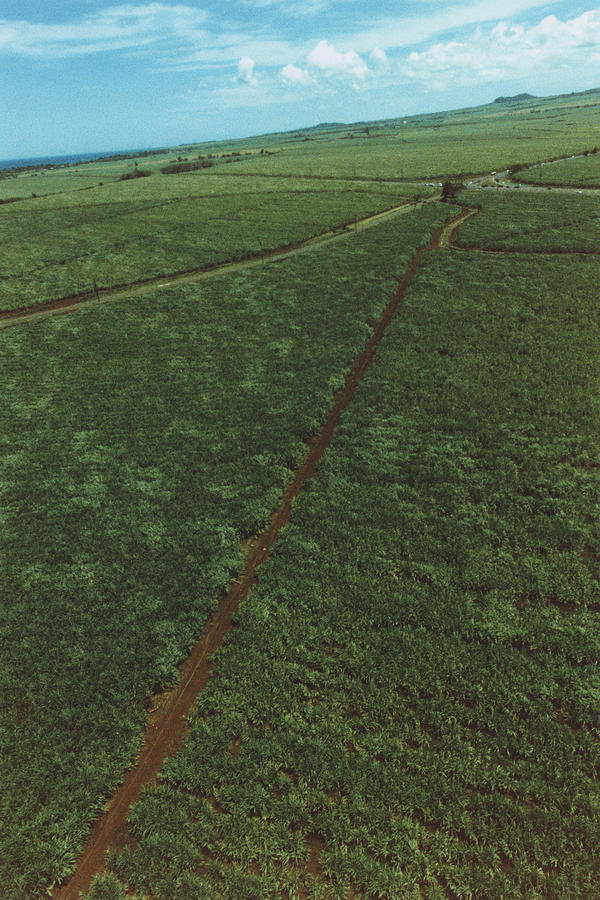 Roads through crop, Maui, Hawaii Photograph by Dex Image
