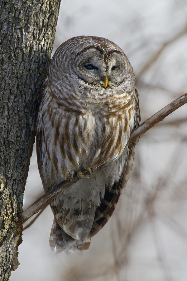 Roadside Barred Owl Photograph by Timothy McIntyre