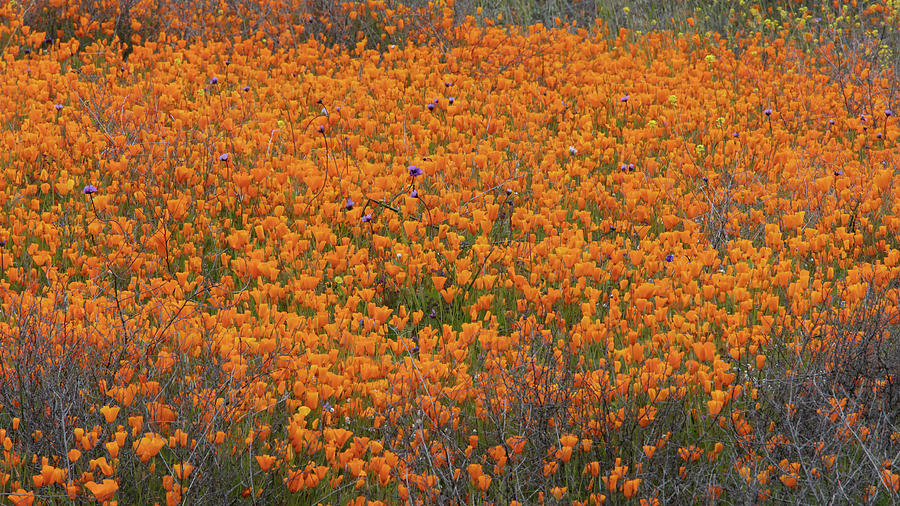Roadside California Poppies Photograph by Ram Vasudev