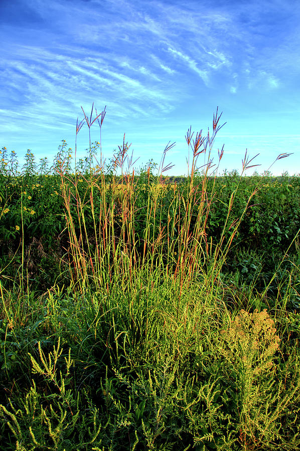 roadside grass