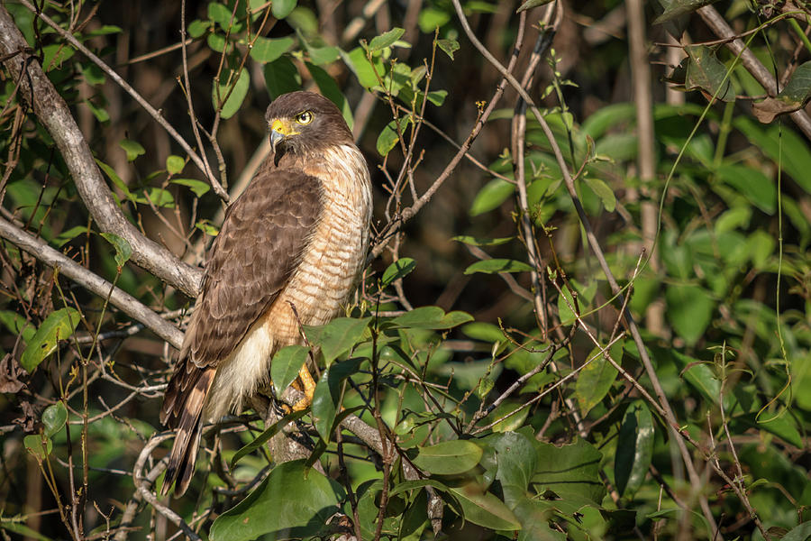 Roadside Hawk Photograph by Linda Villers