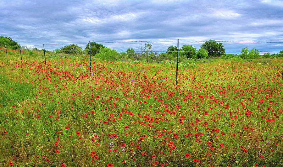 Roadside Jewels Panorama Photograph by Lynn Bauer