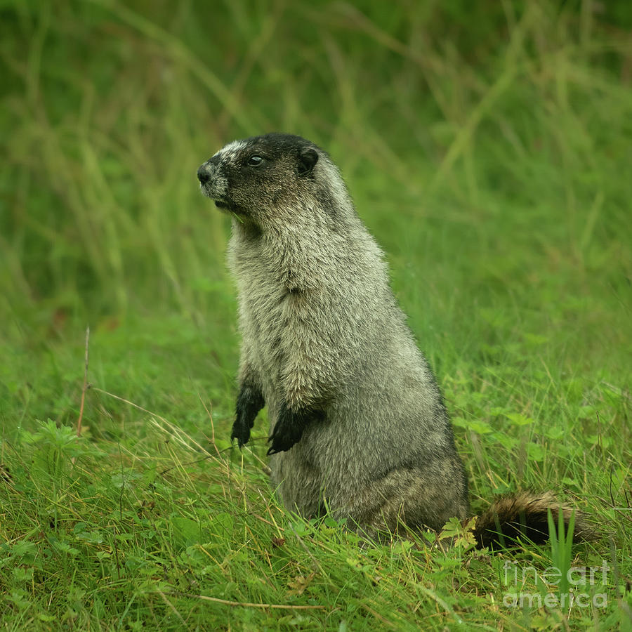 Summer Photograph - Roadside Marmot on the Lookout by Nancy Gleason