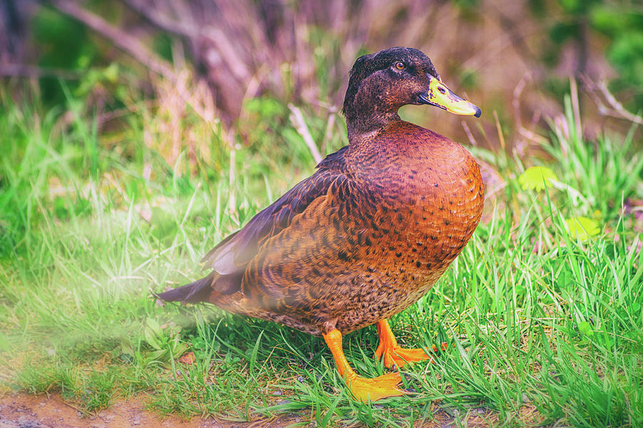 Roadside Quack Photograph