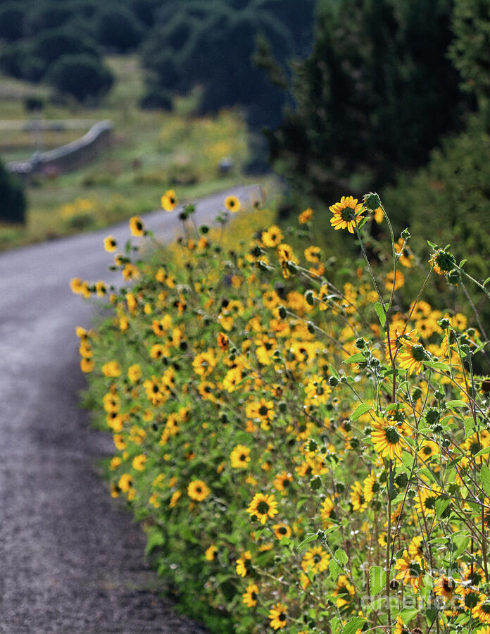 Roadside Sunflowers Photograph by Ruth Jolly