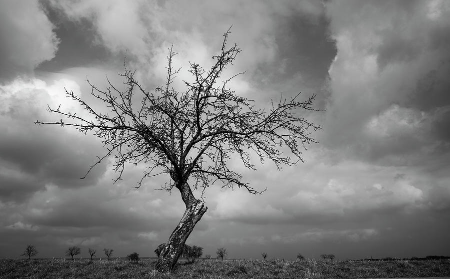 Roadside tree Photograph by Martin Vorel Minimalist Photography