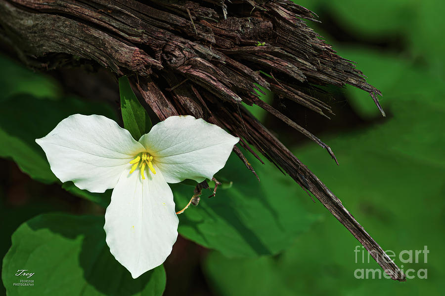 Nature Photograph - Roadside Trillium by Trey Foerster