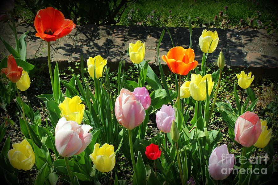 Roadside Tulips Photograph By Dora Sofia Caputo Pixels 5084