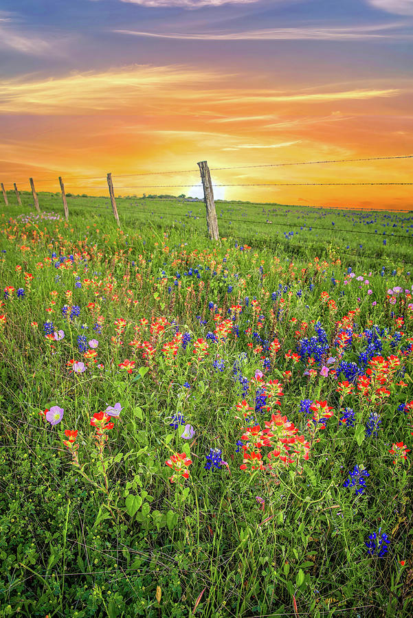 Roadside Wildflowers At Sunset Photograph