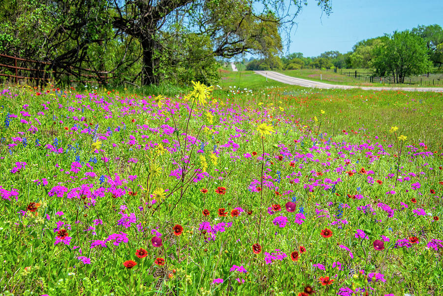 Roadside Wildflowers in Floresville Photograph by Lynn Bauer