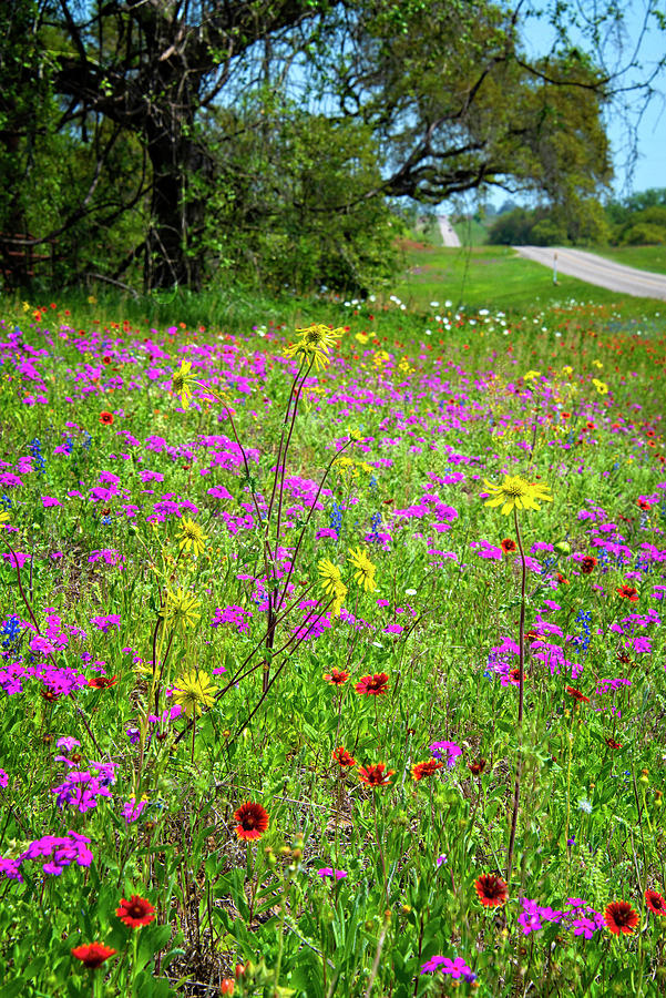 Roadside Wildflowers in Floresville Vertical Photograph by Lynn Bauer