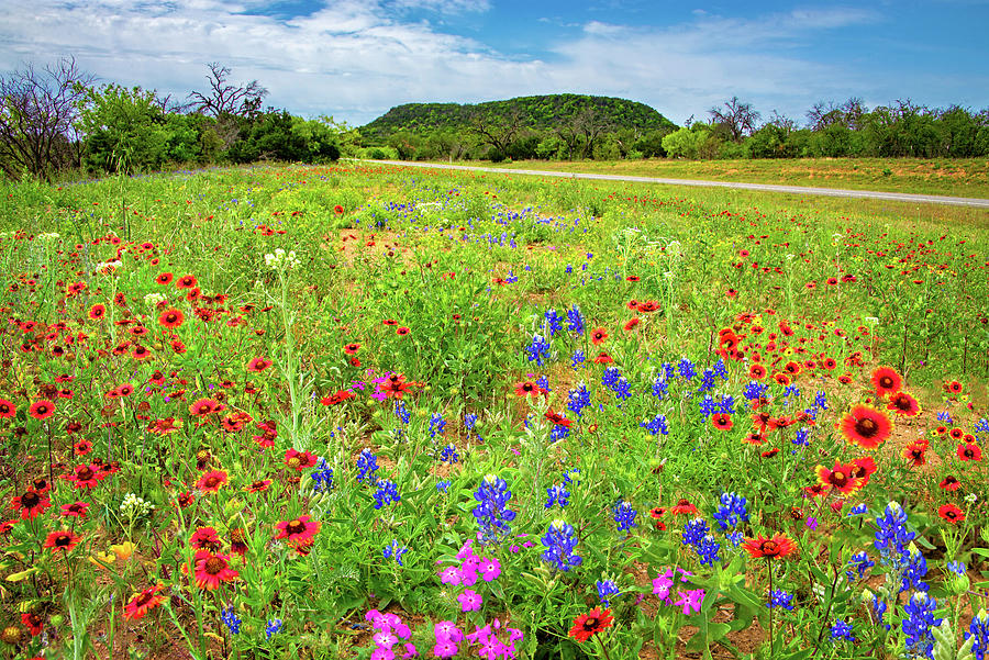 Roadside Wonders in the Hill Country Photograph by Lynn Bauer