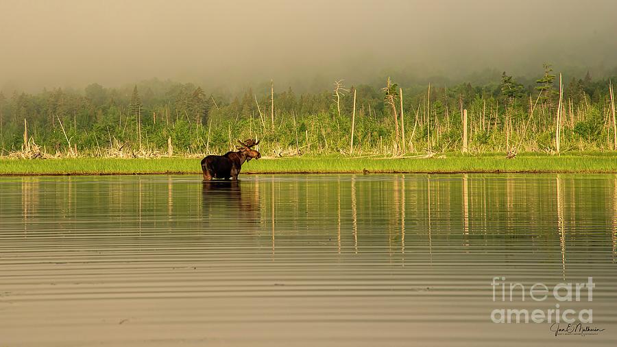 Roaming Among the Fog - Moose - Allagash Photograph by Jan Mulherin