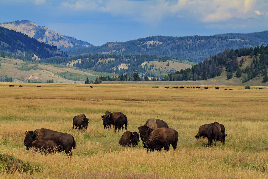 Roaming Bison Photograph by James Peterson - Fine Art America