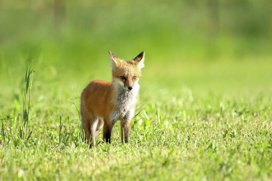 Roaming Fox Kit Photograph by Brook Burling