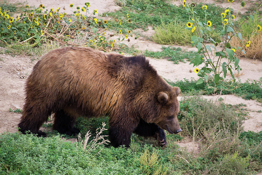 Roaming Grizzly Photograph by Tara Krauss