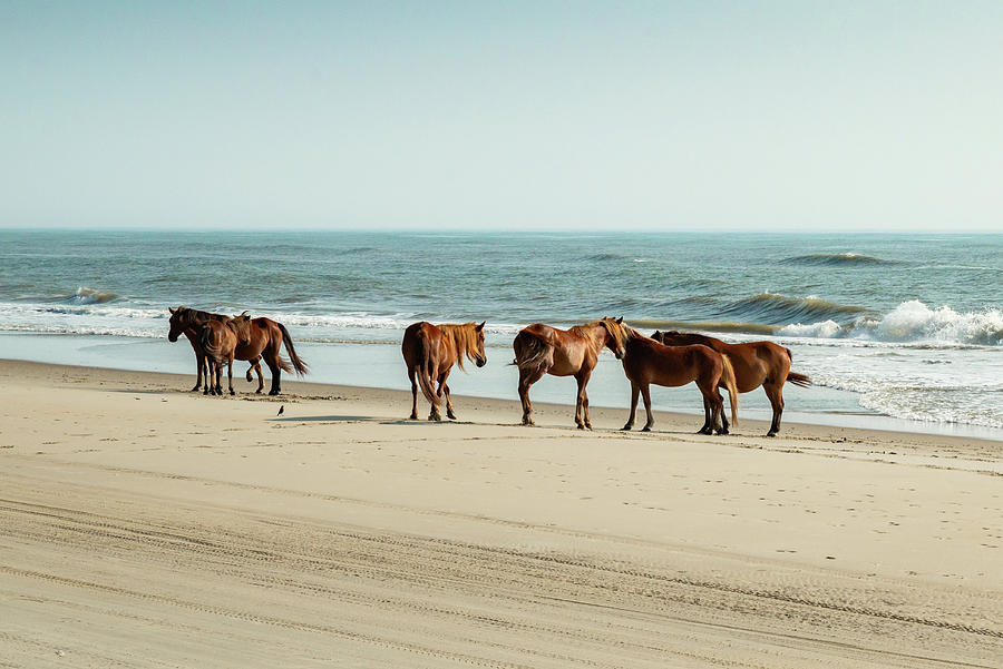 Roaming Horses Of OBX Photograph by Gregory Ballos