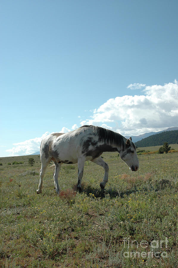 Roaming Mustang Horse Photograph by Jody Miller
