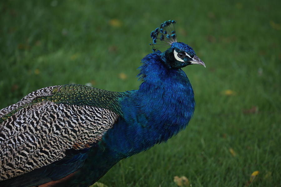 Roaming Peacock Photograph by Travis Carlson - Fine Art America