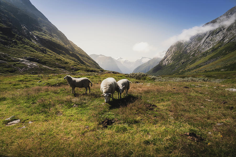 Sheep Photograph - Roaming Sheep in the Mountains by Nicklas Gustafsson