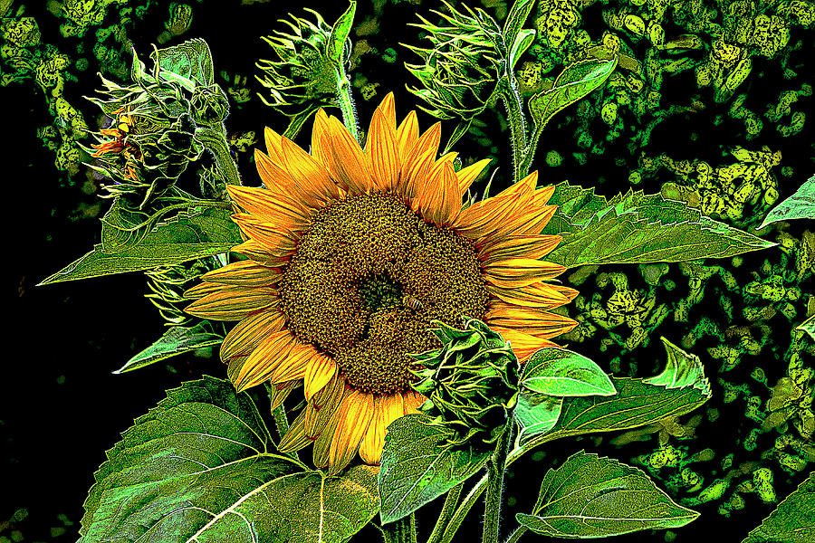 Roaming the Sunflower Digital Art by SnapHappy Photos