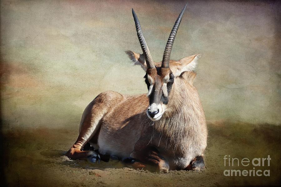 Roan Antelope Photograph by Eva Lechner