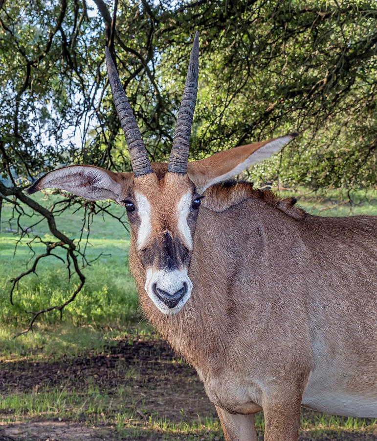 Roan Antelope Photograph by Joan Carroll
