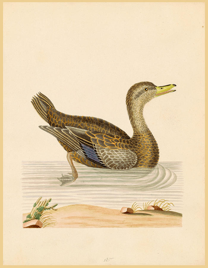 John Abbott Drawing - Roan Duck by John Abbot