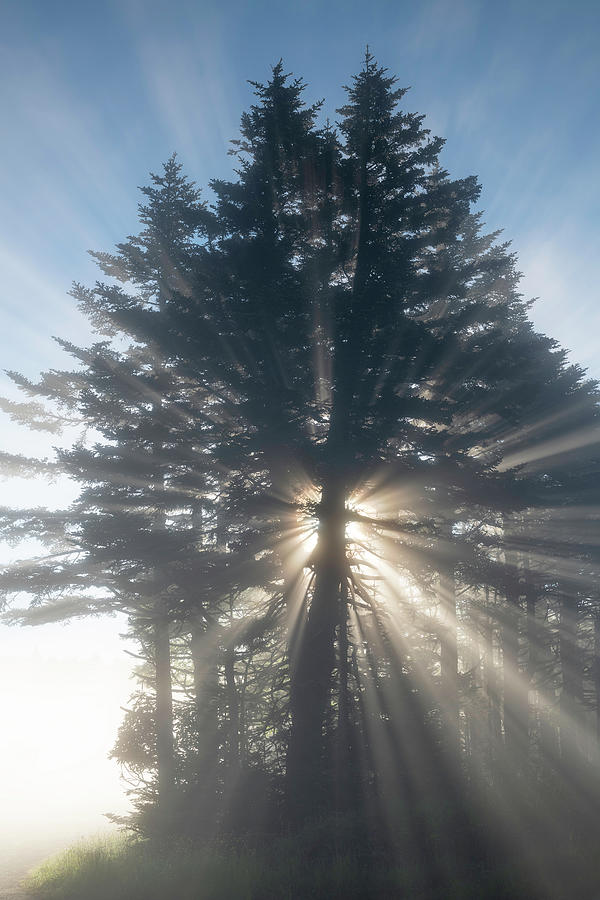 Tree Photograph - Roan Highlands Light Rays by Mark VanDyke