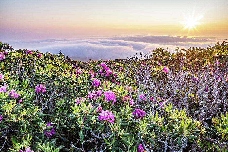 Roan Mountain above the clouds Photograph by Tyler Penland