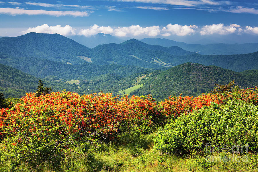 Roan Mountain Flame Azaleas 5315 Photograph by Maria Struss Photography ...