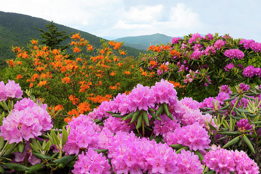 Roan Mountain Rhody Festival Photograph by Mary Dama Pixels