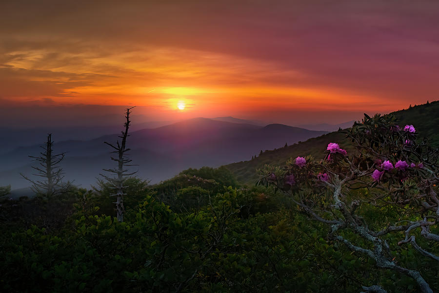 Roan Mountain Sunrise Photograph by Medlin Photography Fine Art America