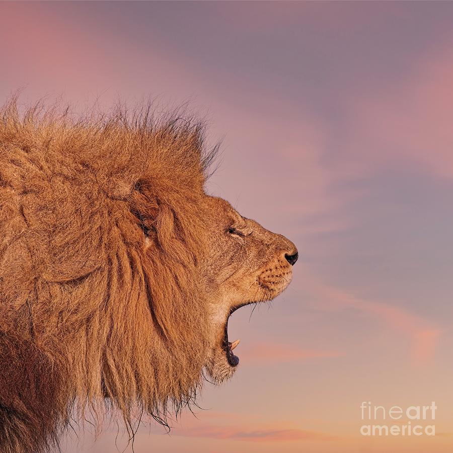 Roar At Sunset - Male Lion Photograph by Philip Preston