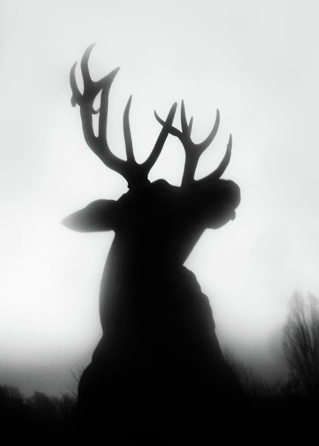 Deer Photograph - Roar by Dorit Fuhg