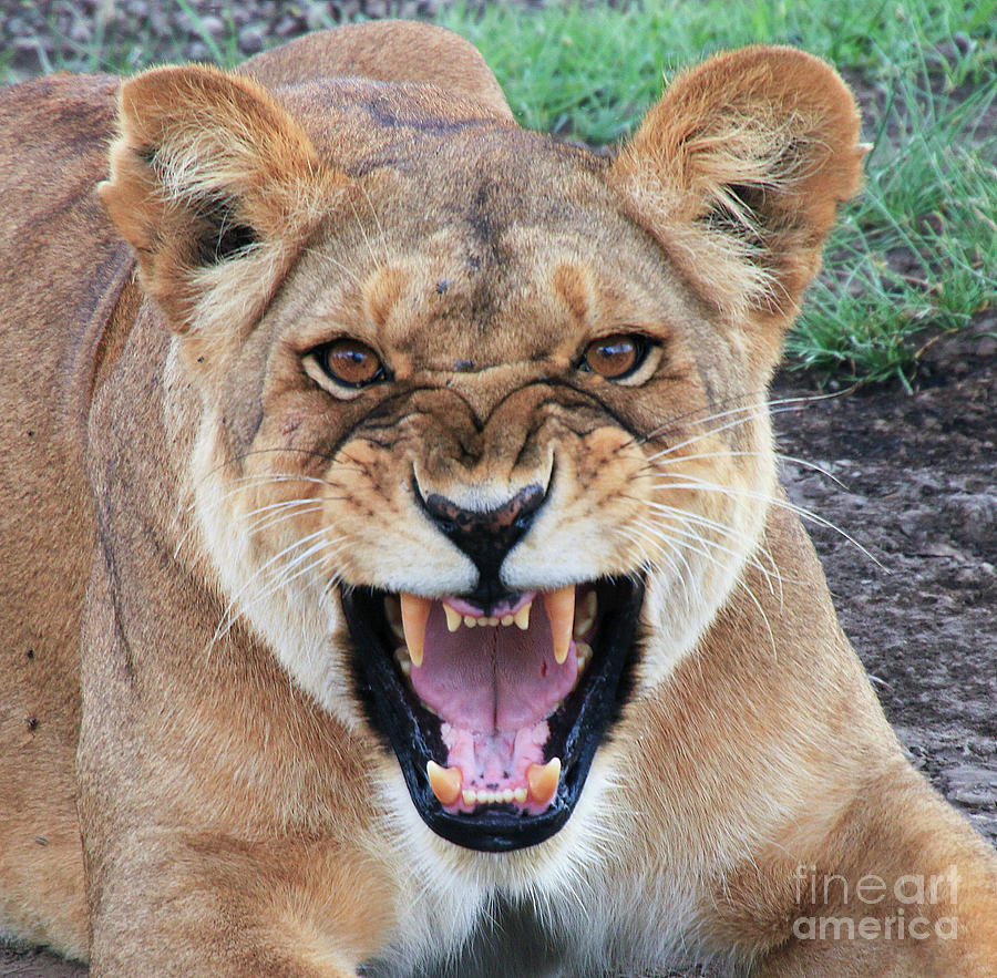 Roaring female African lioness s1 Photograph by Gilad Flesch