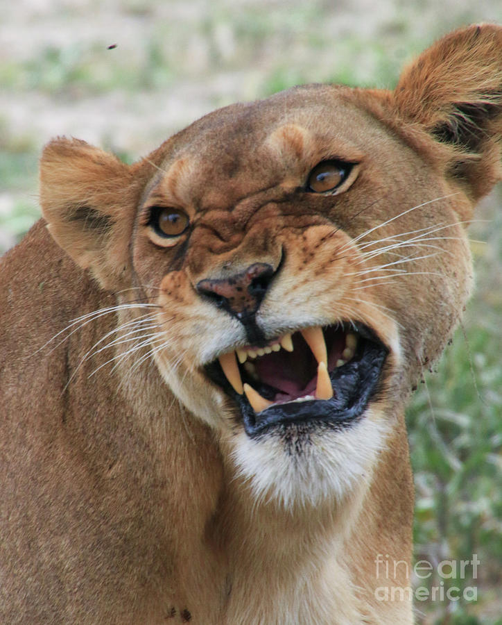 female lioness