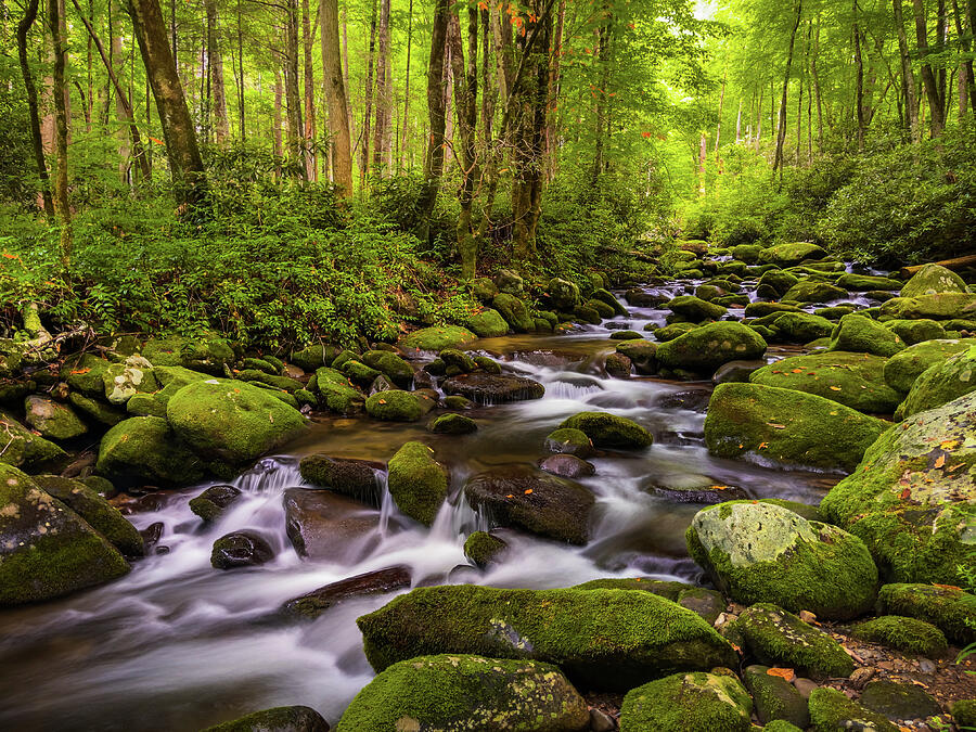 Roaring Fork River, Smoky Mountains, Tennessee Photograph by Dawna Moore Photography Roaring Fork River, Smoky Mountains, Tennessee Photograph by Dawna Moore Photography