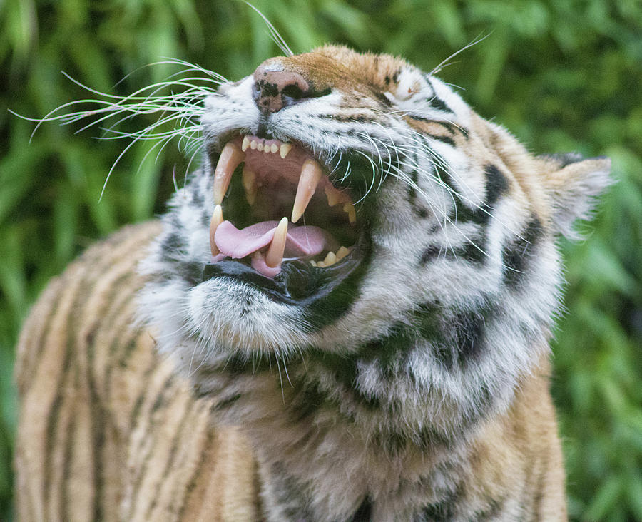 Roaring by Martin Newman Roaring by Martin Newman