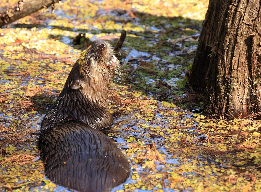 Roaring Otter Photograph by Mingming Jiang