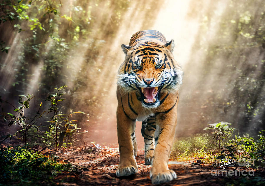 Roaring Tiger in the Jungle Photograph by TK Goforth