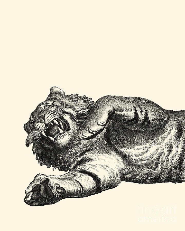 Tiger Digital Art - Roaring Tiger by Madame Memento