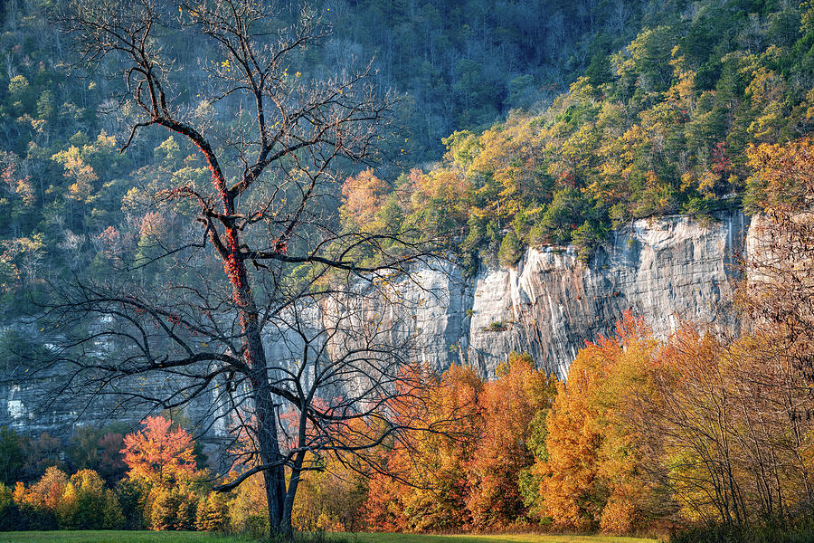 Roark Bluff Barren Tree In Autumn Photograph by Gregory Ballos