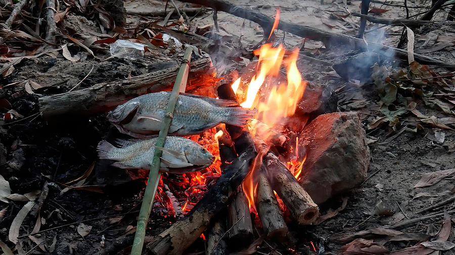 Roasting fish on a fire in field conditions Photograph by Alexsandr Mol