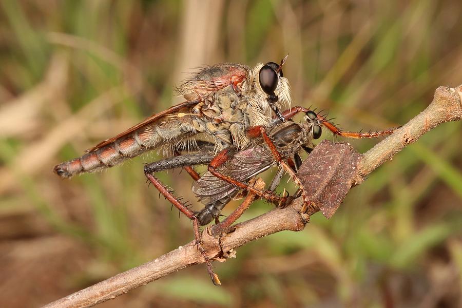 Robber Fly And Prey Photograph By John Horstman Fine Art America