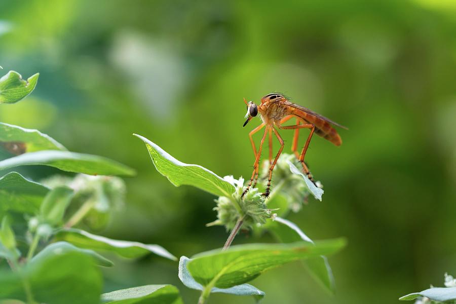 Robber Fly Waiting Photograph by Liza Eckardt