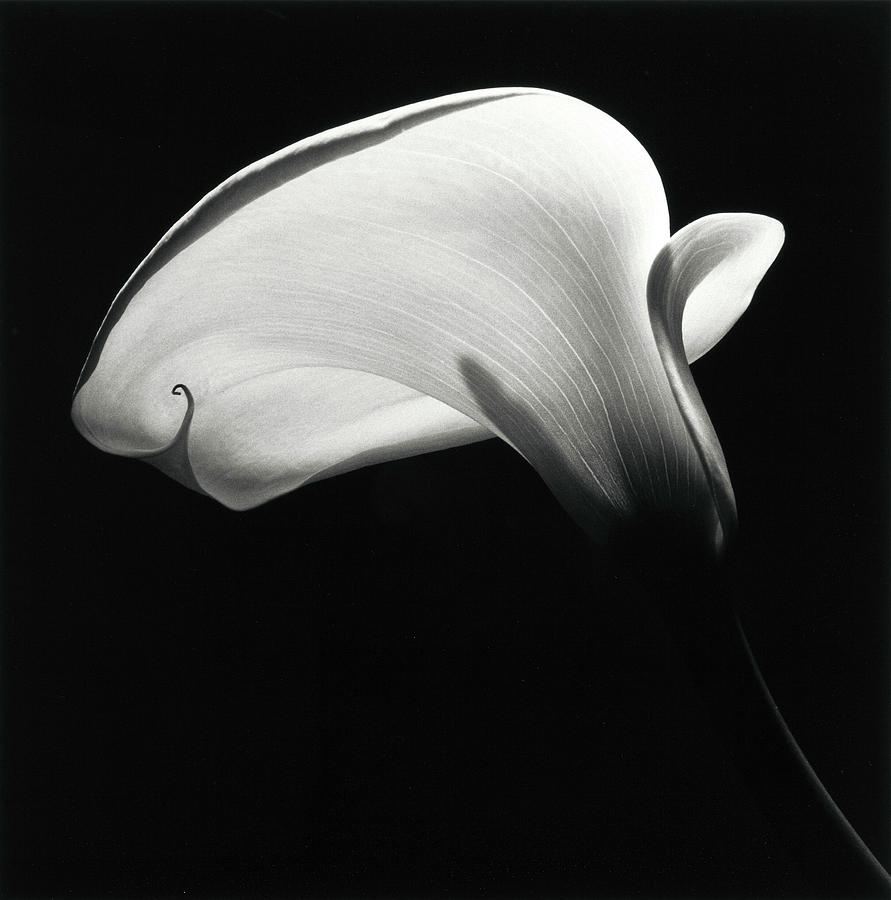 ROBERT MAPPLETHORPE American, 1946-1989. Calla Lily. Gelatin silver ...