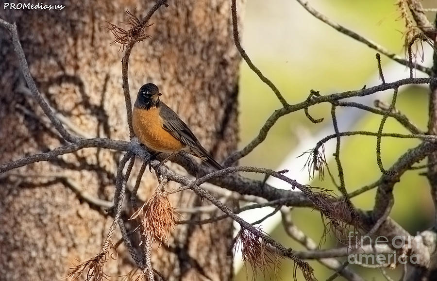 robin-3, El Dorado National Forest, California, U.S.A. Photograph